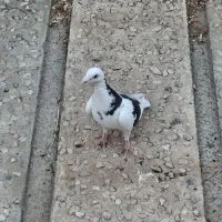 کفتر رنگی آلمانی|پرنده|مشهد, دانشجو|دیوار