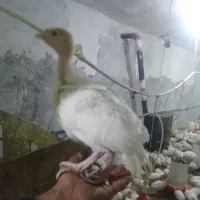 جوجه بوقلمون ۱ماه  گوشتی بیوتی ۶ زرین