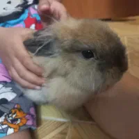 خرگوش لوپ نسکافه ای