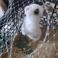 خرگوش لوپ مینیاتوری|موش و خرگوش|فردیس, فرامرزیه|دیوار