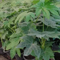 انواع گل و گیاه|گل و گیاه طبیعی|قم, چهل اختران|دیوار