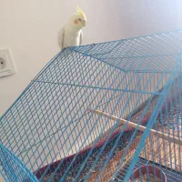 عروس هلندی|پرنده|میناب, |دیوار