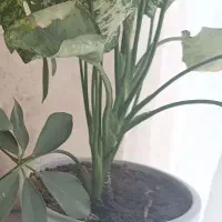 گل برفی