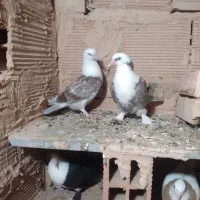 کله سفید هفترنگ