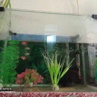 آکواریوم شیشه خم شرکتی با تمام وسایل