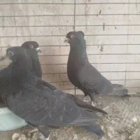 کبوتر نروماده و جوجه