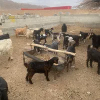 فروش بز آبستن کهره دار درشت