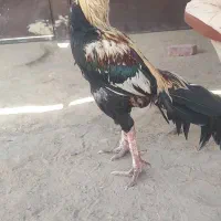 خروس|حیوانات مزرعه|چابهار, |دیوار