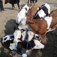 جمع آوری گوساله سیمینتال|حیوانات مزرعه|بندر ترکمن, |دیوار