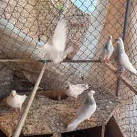 کبوتر کفتر طوقی کلدار|پرنده|قم, سالاریه|دیوار