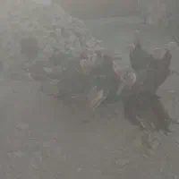 بو قلمون محلی|پرنده|دلبران, |دیوار