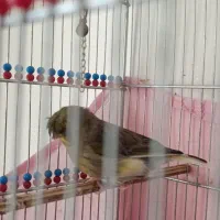 قناری گلاستر گرید+A خط خونی|پرنده|تهران, مسعودیه|دیوار