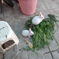 بچه خرگوش از  شیر دراومده