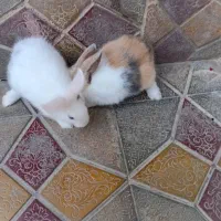 خرگوش زینتی