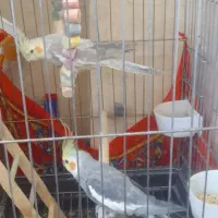 عروس هلندی|پرنده|شازند, |دیوار