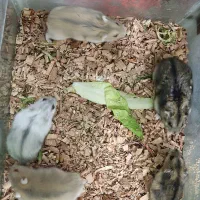 همستر مینیاتوری با پدر و مادر