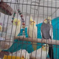عروس ،هلندی لوبینو|پرنده|نورآباد ممسنی, |دیوار