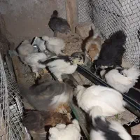 جوجه مرغ|حیوانات مزرعه|کاشمر, |دیوار