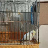 عروس هلندی در همه رنگ|پرنده|ماهدشت, |دیوار