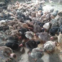 جوجه مرغ محلی یک روزه نیمچه