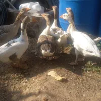 حیوانات مزرعه
