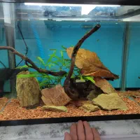 آکواریوم شیشه خم با لوارم در حد نو|ماهی|خسروشاه, |دیوار