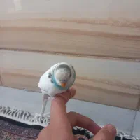 مرغ عشق دستی