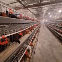 قفس مرغ تخمگذار