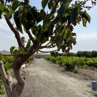 باغچه و باغ ۲۱۹ متری /لوکیشن باغی سندار|فروش زمین و ملک کلنگی|تهران, خانی‌آباد|دیوار