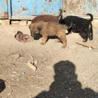 واگذاری توله سگ سرابی