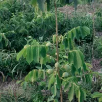 نهال گردو پیوندی وبادام