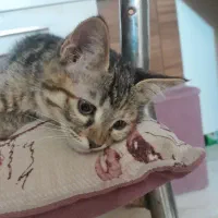 واگذاری گربه
