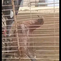 فروش چند عدد کبوتر