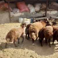 قوچ افشار فروش ( داشتی )|حیوانات مزرعه|فیروزکوه, |دیوار