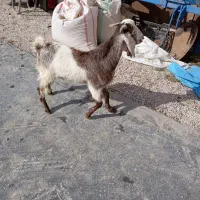 بز بیگ|حیوانات مزرعه|دزفول, |دیوار