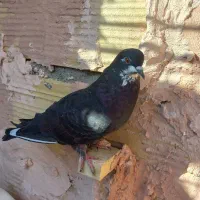 چهار تا کنه وطوقی جوجه|پرنده|سبزوار, بیهق شرقی|دیوار