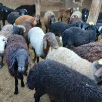 گوسفند زنده