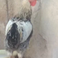 خروس جوان چندماهه