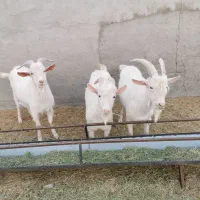 نربز سانن - چپیش