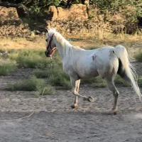 اسب کرد اصیل شناسنامه دار