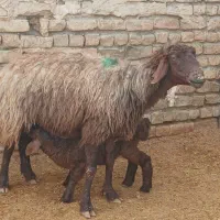 میش و بره افشاری جوان