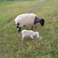گوسفندزایده با یک بره ماده مری شیر پر