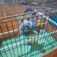 مرغ عشق|پرنده|ماهدشت, |دیوار