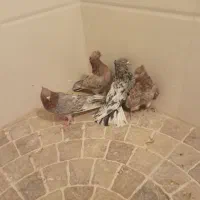 کفتر نقش|پرنده|نائین, |دیوار