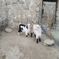 2  بز  و  2 بیگ|حیوانات مزرعه|مسجد سلیمان, |دیوار