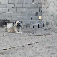 سگ نر قدرجونی نگهبان|سگ|اصفهان, نقش جهان|دیوار