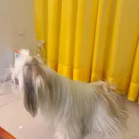 واگذاری|سگ|سبزوار, قلعهنو دهزار|دیوار