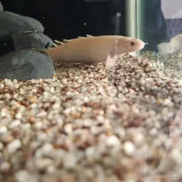 اذرخش شورت بادی توضیحات خونده شه