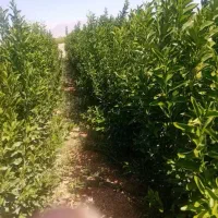 فروش انواع نهال مرکبات گلدانی|گل و گیاه طبیعی|عنبرآباد, |دیوار