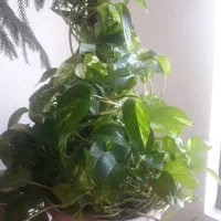 گل پتوس و کاج مطبق